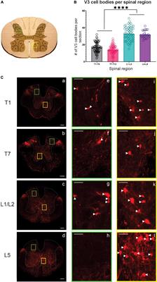 Lumbar V3 interneurons provide direct excitatory synaptic input onto thoracic sympathetic preganglionic neurons, linking locomotor, and autonomic spinal systems